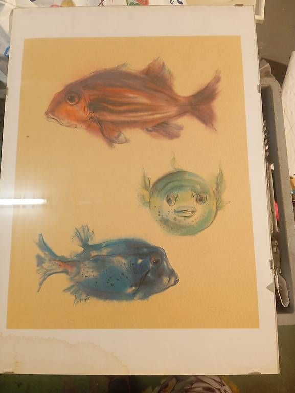 Foto & Immagini: Meyer gasters fische – Usato da Basel venduto da Petergunn