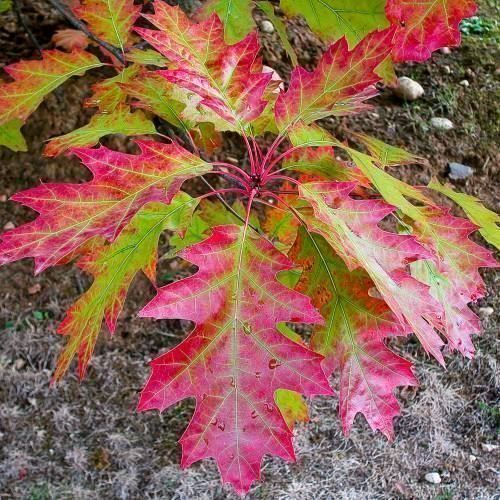 Piante & sementi: Chêne rouge  Quercus rubra  30cm – Nuovo (secondo la descrizione) da Bremblens venduto da FIBONACCI369 3