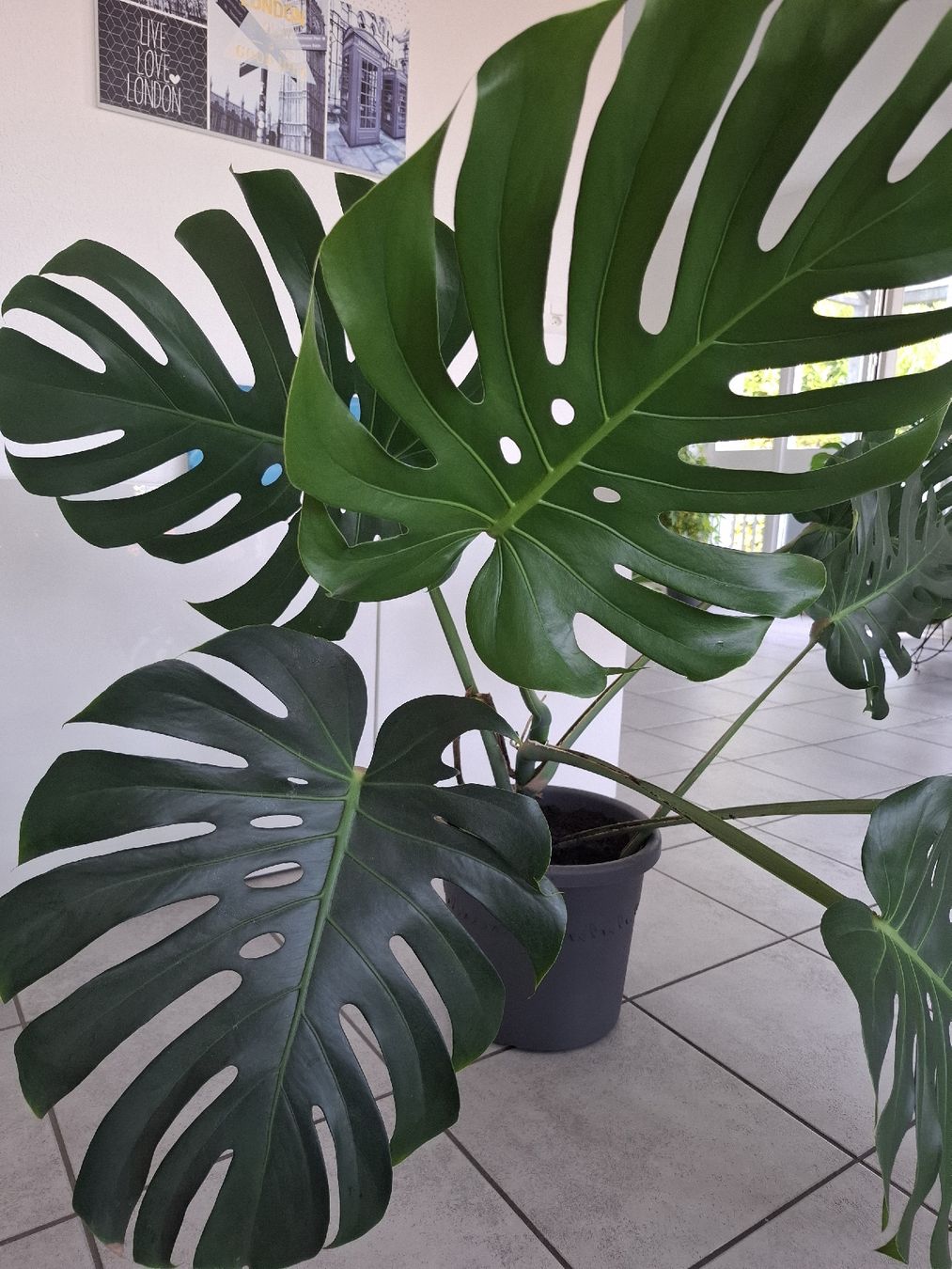 Piante & sementi: Echte Monstera – Nuovo (secondo la descrizione) da Neuenhof venduto da summer_25 2