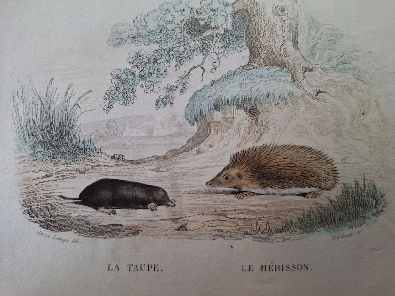 Incisioni: LE COCHON D'INDE. LA TAUPE. LE HERISSON – Usato da Bevaix venduto da bohrap 3