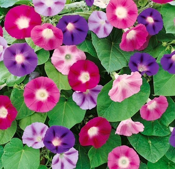 Plantes & graines: 30 Samen Kletter Blumen  “TRICHTERWINDE” – Neuf avec emballage d'origine à Rovio par POSITIFFARTandPLANTS 1