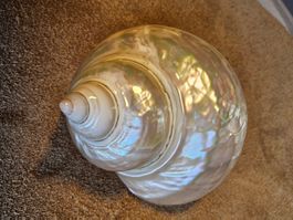 Turbo Marmoratus poliertes Perlmutt Schneckengehäuse