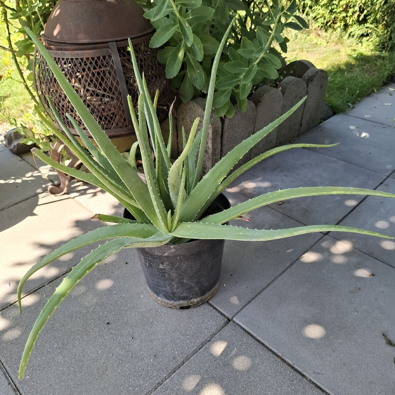 Piante & sementi: Aloe Vera Pflanze im Topf  – Usato da Emmen venduto da Tigerlady 2