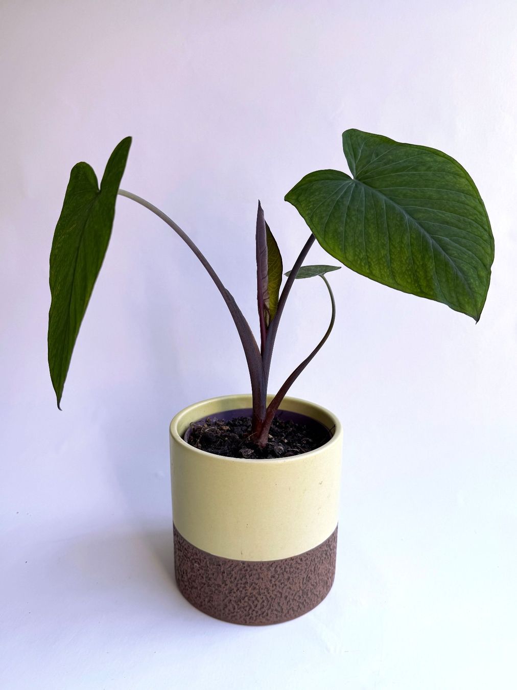 Pflanzen & Samen: COLOCASIA***ESCULENTA***** – Neu (gemäss Beschreibung) aus Dübendorf von Orchid18 2