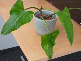 🌿 Philodendron Domesticum