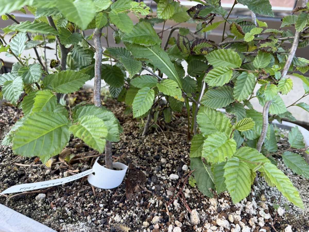 Pflanzen & Samen: Hainbuchen Pre-Bonsai Waldgruppe – Gebraucht aus Suhr von BonsaiGutzi 2