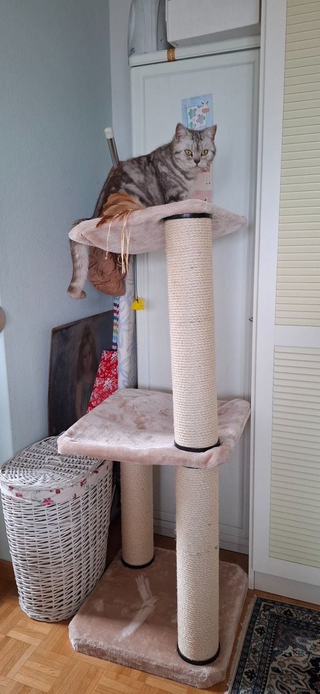 Arbres à chats: Kratzbaum – D'occasion à Richterswil par Hasino01