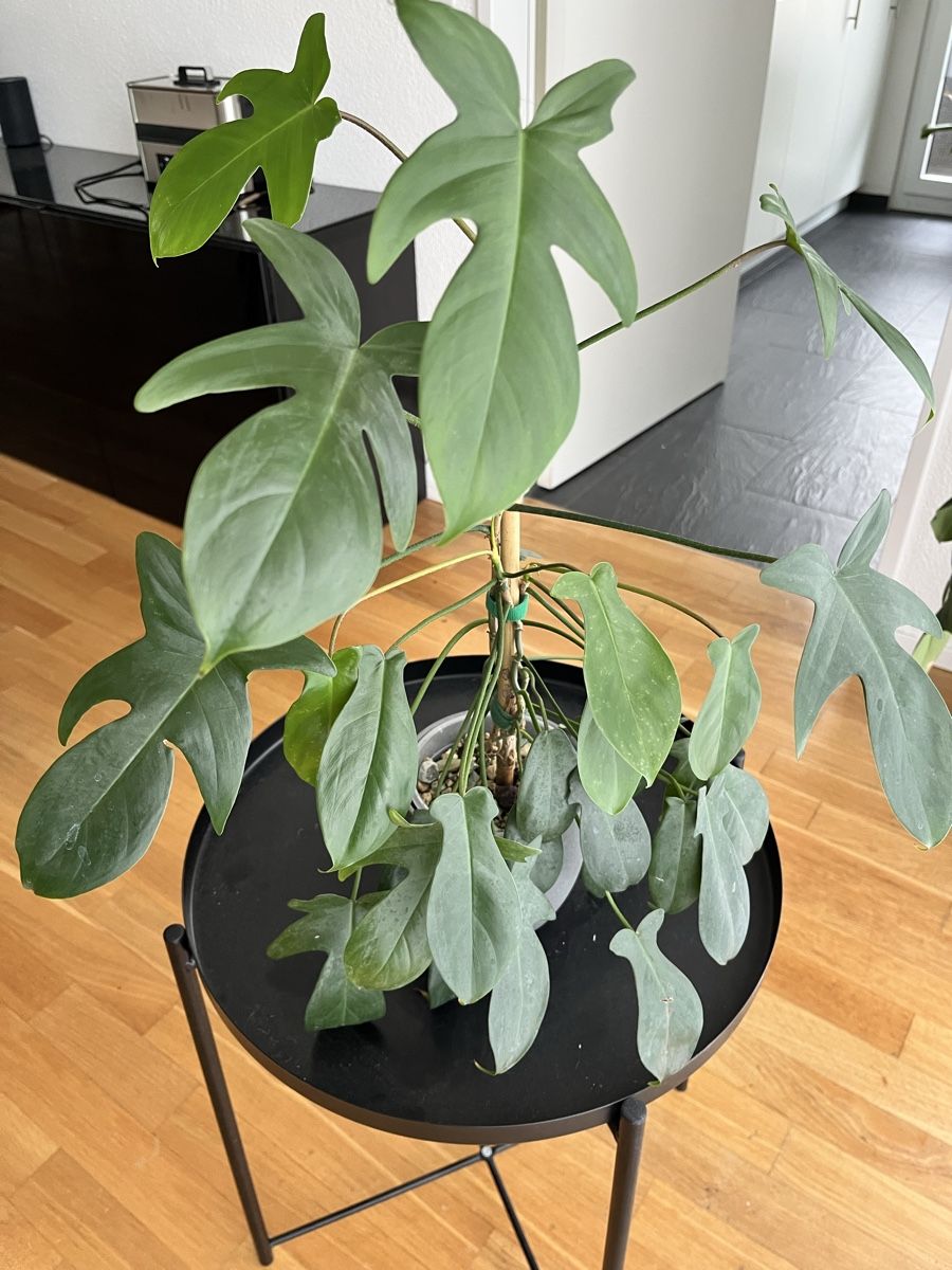 Piante & sementi: Philodendron FLORIDA Green – Usato da Uster venduto da ke114 1