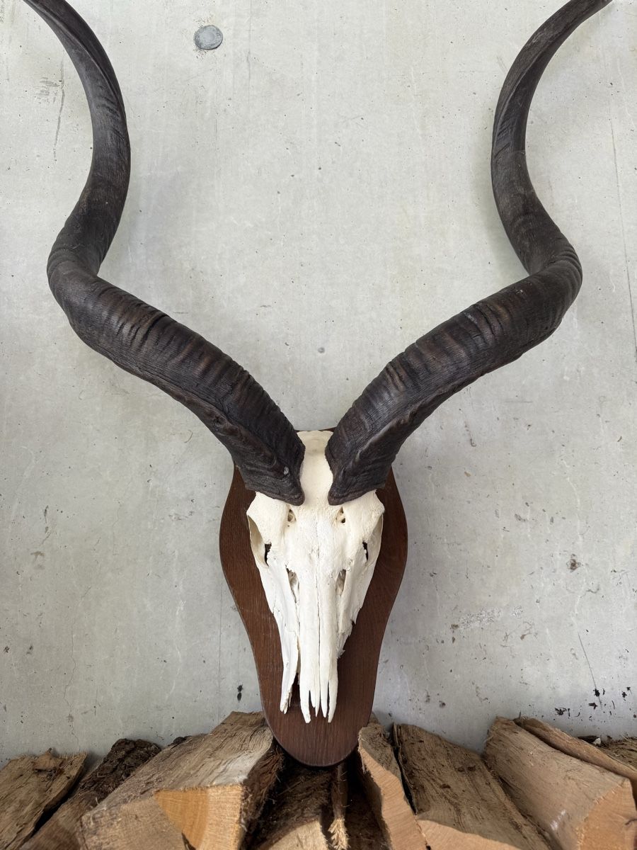 Altre raccolte & rarità: Kudu Antilope Schädeltrophäe Afrika – Usato da Stadel venduto da Atropa1969 1