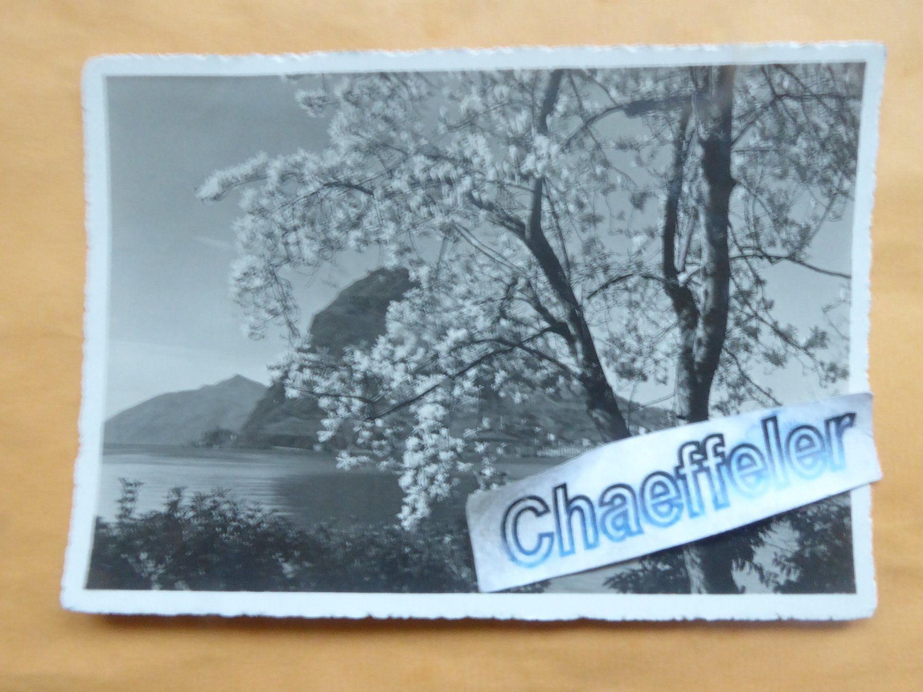 Cartoline postali: 1933 Lugano, blühende Magnolie – Usato da Zürich venduto da Chaeffeler