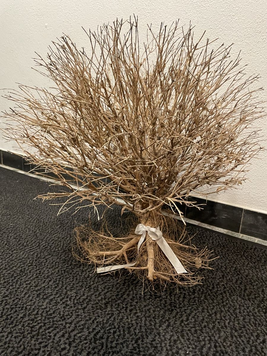 Plantes & graines: Buchsbaumkugel getrocknet – D'occasion à Siebnen par Starlauf 3