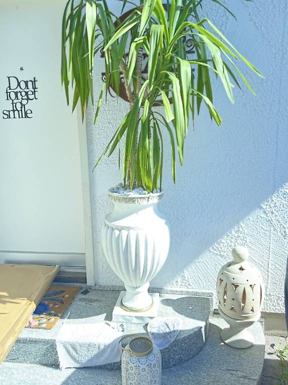 Vasen & Gefässe: pflanze mit römervase  – Gebraucht aus Adligenswil von balboa5 2