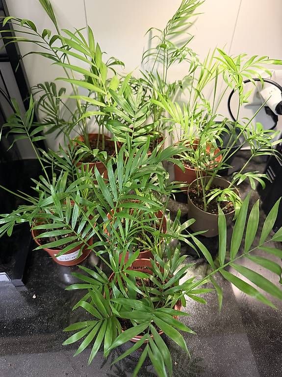 Piante & sementi: Chamaedorea elegans – Usato da Spiez venduto da Lunelu