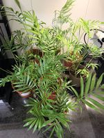Plante Palmier de montagne