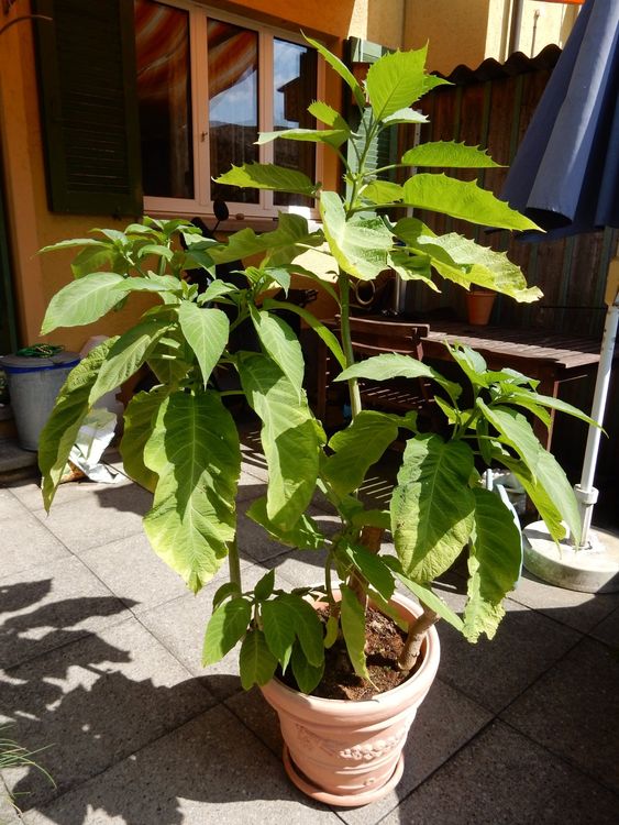 RIESIGE ENGELSTROMPETE (DATURA) PFLANZE OHNE TOPF Kaufen auf Ricardo