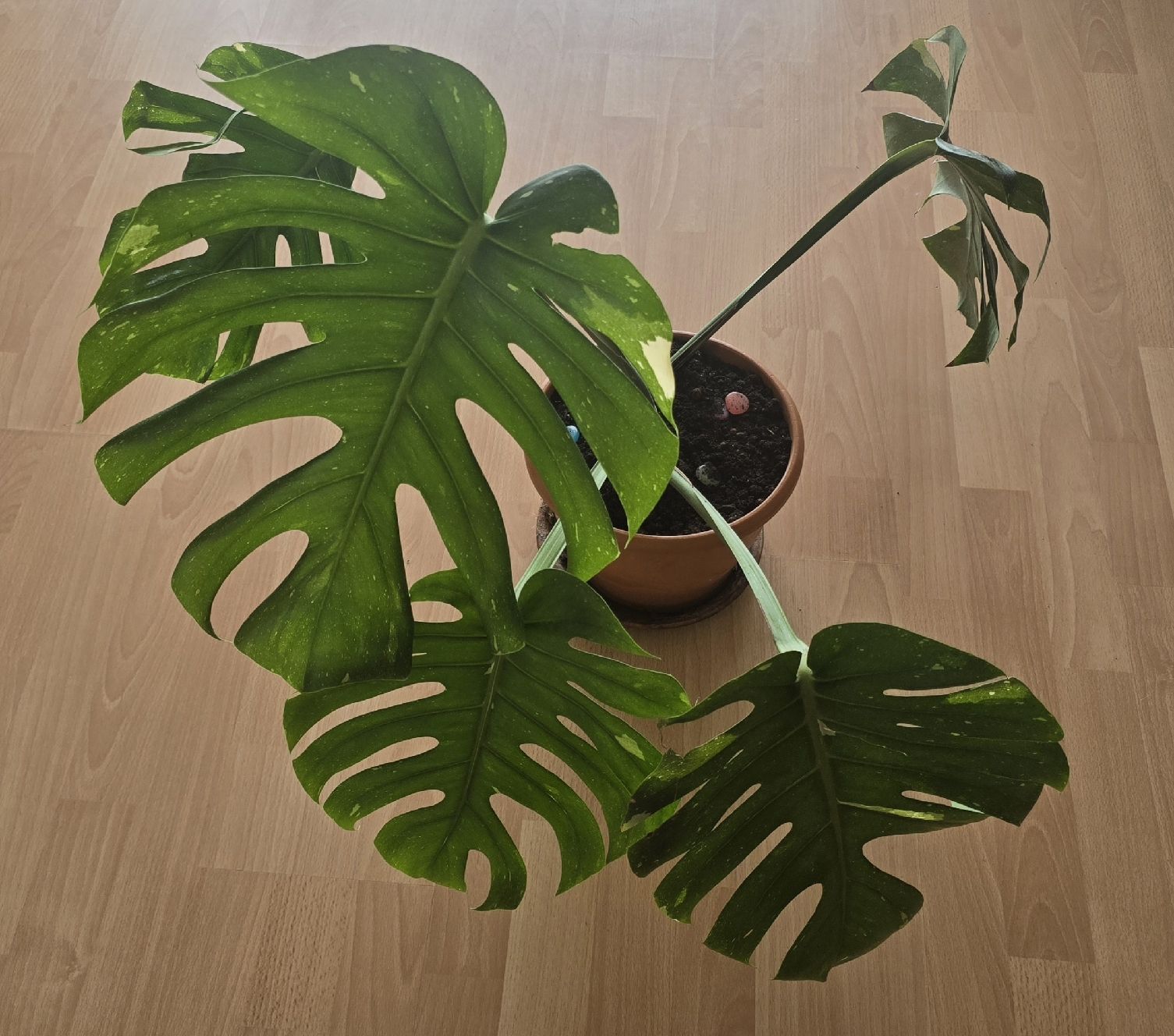 Pflanzen & Samen: Thai Montera Constellation – Gebraucht aus Biberist von Giveme 1