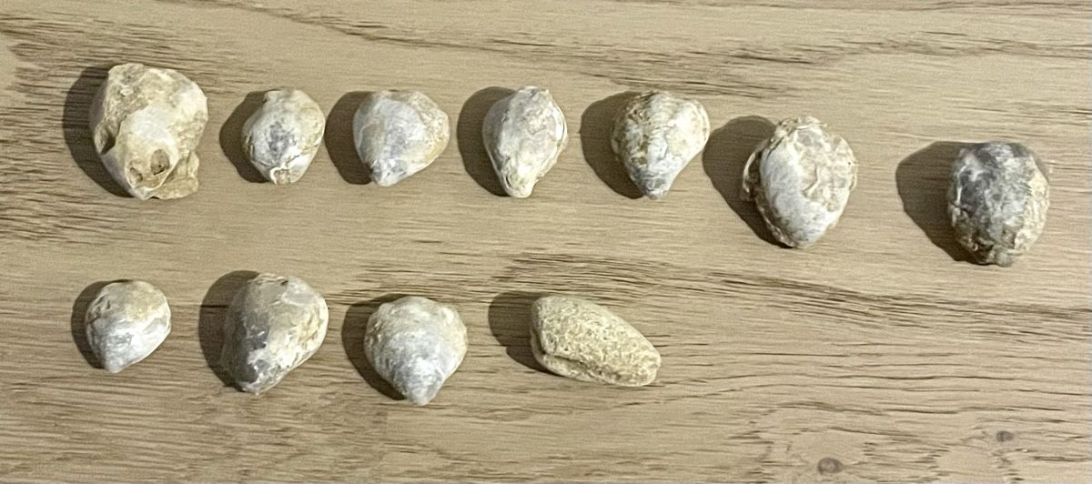 Fossili: Fossilien – Usato da Sargans venduto da Didis