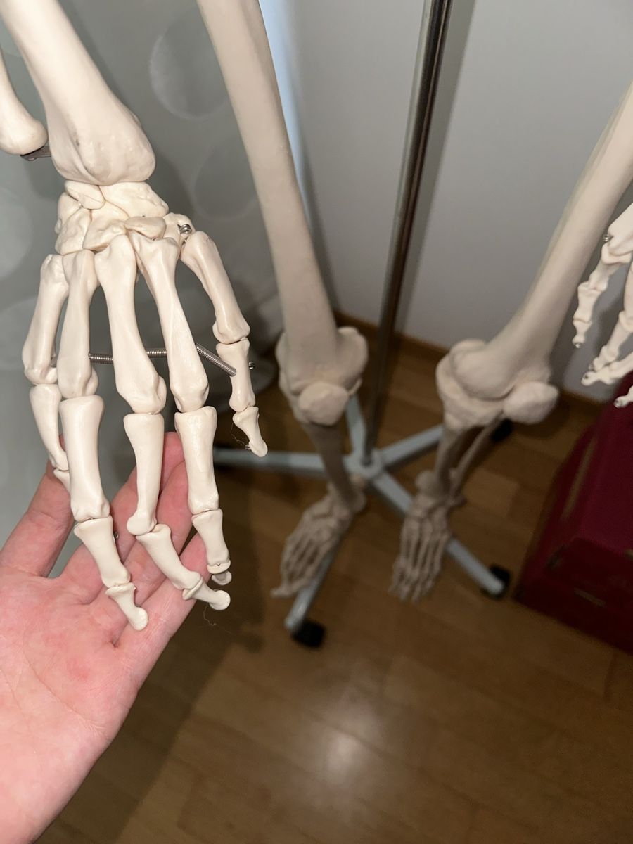 Kit di modellismo & Modellini statici: Anatomie-Skelett – Usato da Reinach BL venduto da Anrix 7