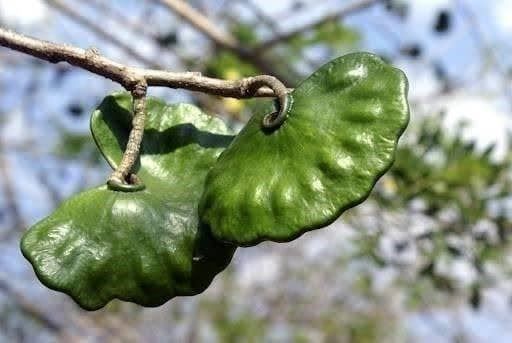 Piante & sementi: Oreille Cafre de Singe - Enterolobium 5g – Nuovo (secondo la descrizione) da Bremblens venduto da FIBONACCI369 2