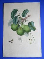 Poiteau Pomologie 1846 Sucré vert