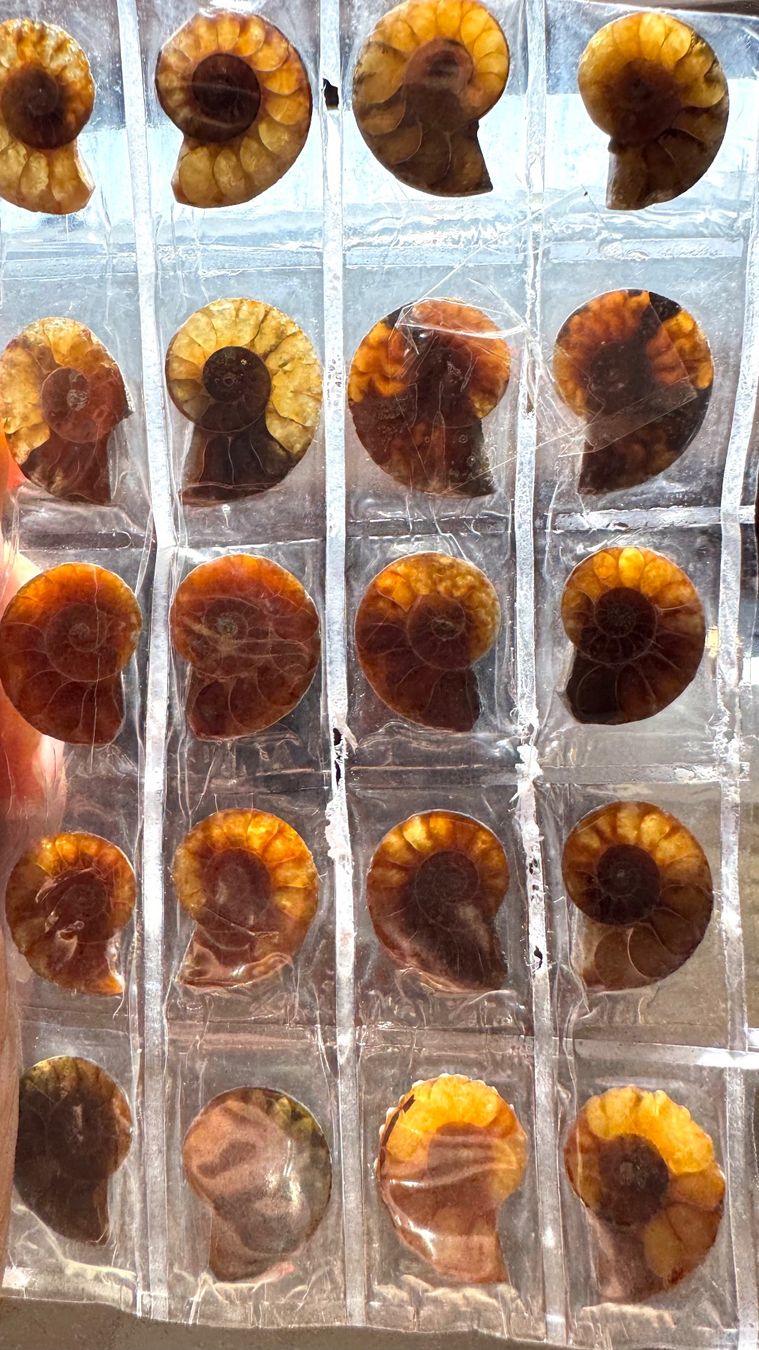 Fossili: Ammoniten   - 10 Paar winzig! top poliert - Geschenk-Idee – Nuovo e nell'imballaggio originale da Leuggern venduto da gemshow 6