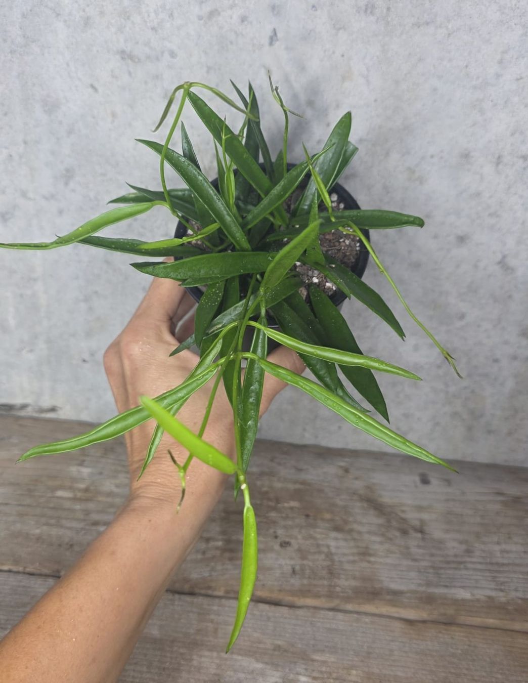 Piante & sementi: Hoya longifolia – Usato da St.Erhard venduto da Plumilandschweiz 3