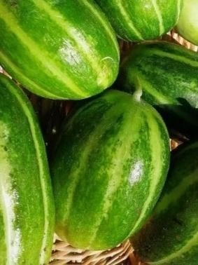 Piante & sementi: Ab 5.- fr 10 Samen CAROSELLO BARESE 5 SAMEN Concombre doux – Nuovo e nell'imballaggio originale da Rovio venduto da POSITIFFARTandPLANTS