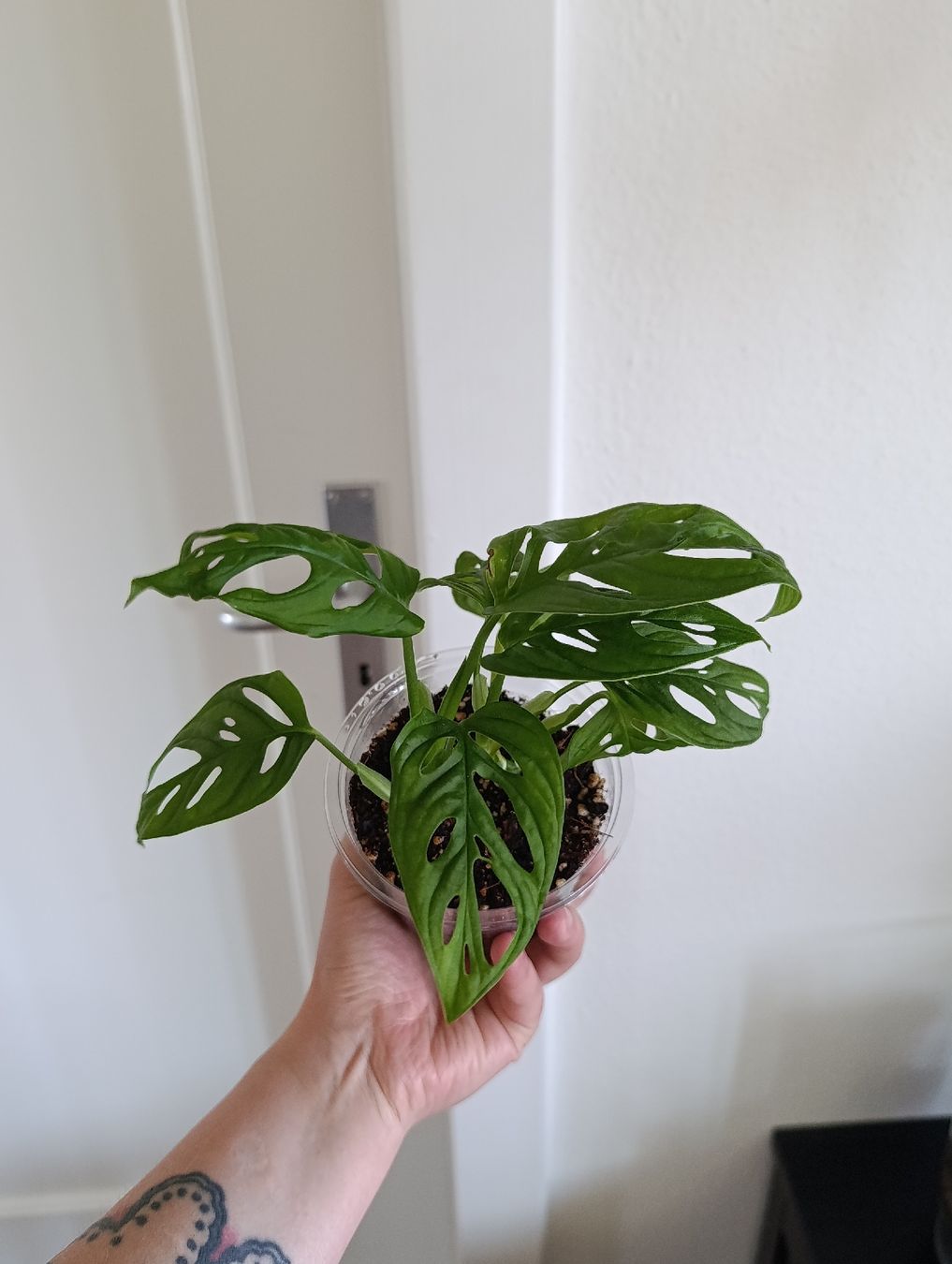 Pflanzen & Samen: Monstera Adansonii  – Neu (gemäss Beschreibung) aus Baar von L.isa28 2