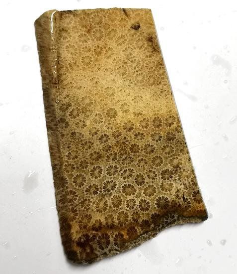 Minéraux & Lithothérapie: Fossil Coral Scheibe/Slab – Neuf avec emballage d'origine à Walenstadt par vkt_qc8d 1
