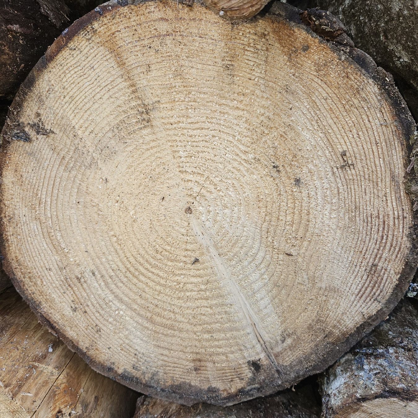 Articoli in legno: Scheitbock  Holzstamm  – Nuovo (secondo la descrizione) da Unteriberg venduto da amd89 1
