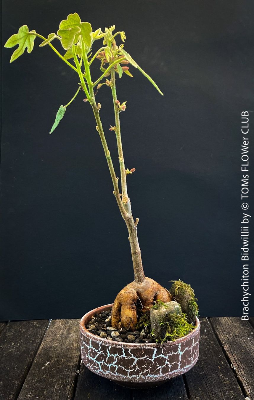 Piante & sementi: Brachychiton Bidwillii - Bonsai Bäumchen - Flaschenbaum – Nuovo e nell'imballaggio originale da Adliswil venduto da astom369 4