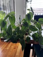 Monstera siltepecana – schöne, buschige Ampelpflanze