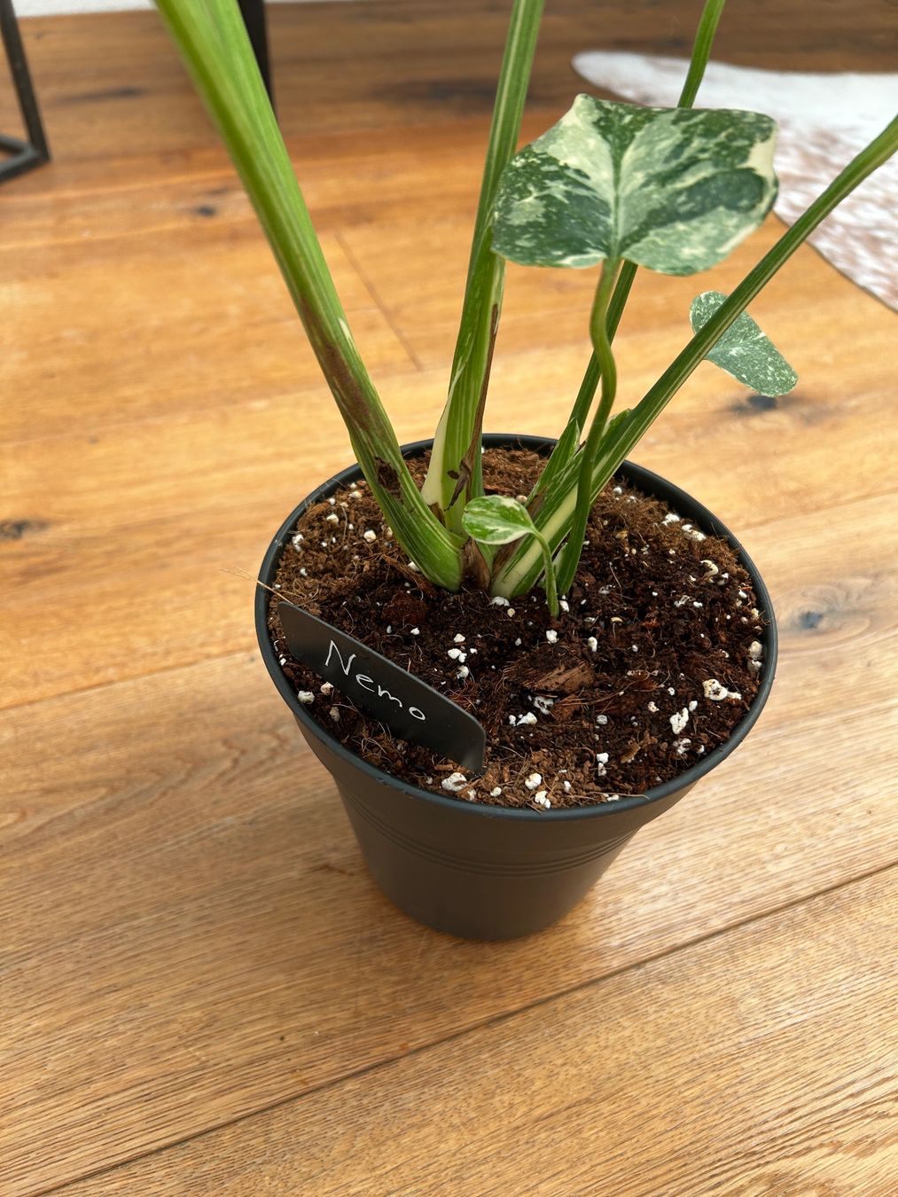 Piante & sementi: Monstera Thai Constellation💚 – Usato da Wattwil venduto da Mikesplantshop 3