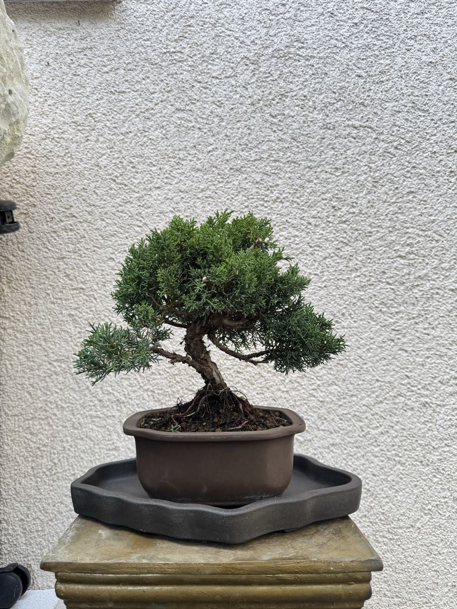 Pflanzen & Samen: Wunderschöner Wacholder Bonsai. – Gebraucht aus Rümlang von Gruseh.ch 1