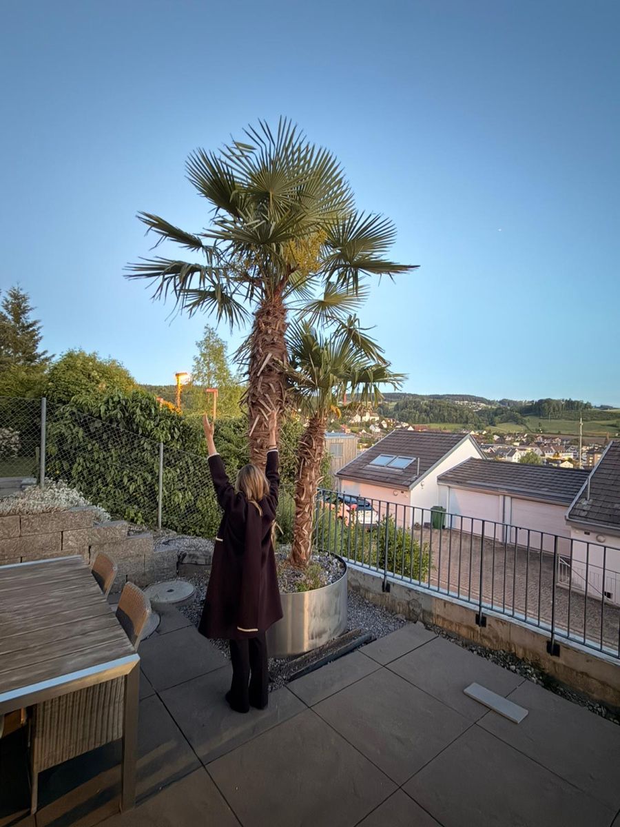 Piante & sementi: Garten/Terasse Pflanze Palme – Usato da Zürich venduto da jen_nly7 2