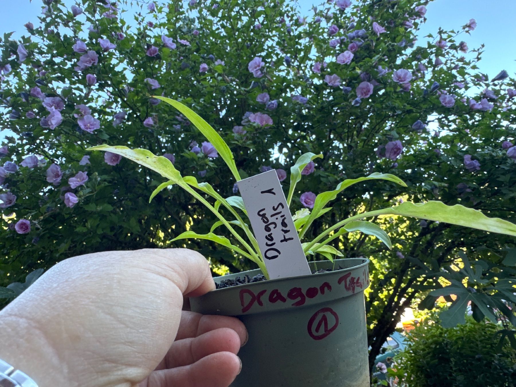 Piante & sementi: Hosta dragon tails 1 – Usato da Lajoux JU venduto da Briard0