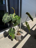 Anthurium Basseae aff. x (Zara x Michelle)