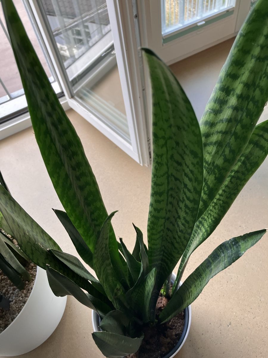 Piante & sementi: Schwiegermutterzunge/Bogenhanf/Sansevieria – Usato da Avenches venduto da ChristinaW0102 6