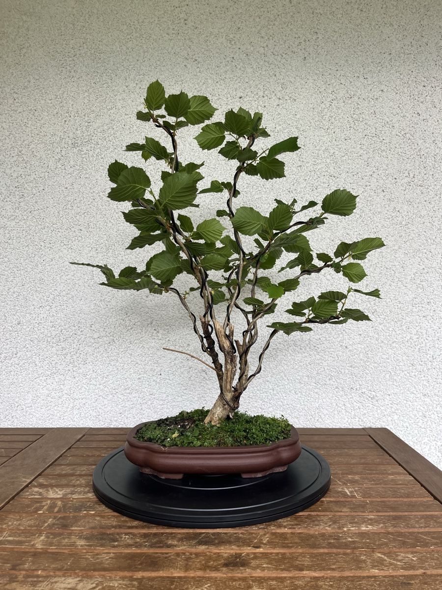 Haselnuss Bonsai (Neu (gemss Beschreibung)) in Hettlingen fr CHF 130   mit Lieferung auf Ricardo kaufen