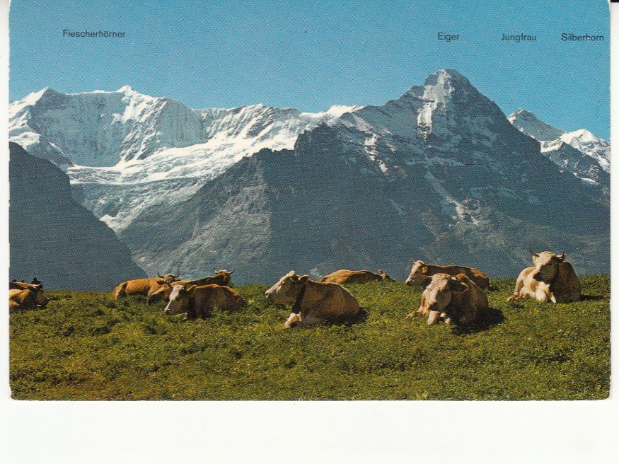 Cartoline postali: Grindelwald First ca. 1960 – Usato da Bürglen TG venduto da StampGraf