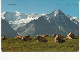 Grindelwald First ca. 1960