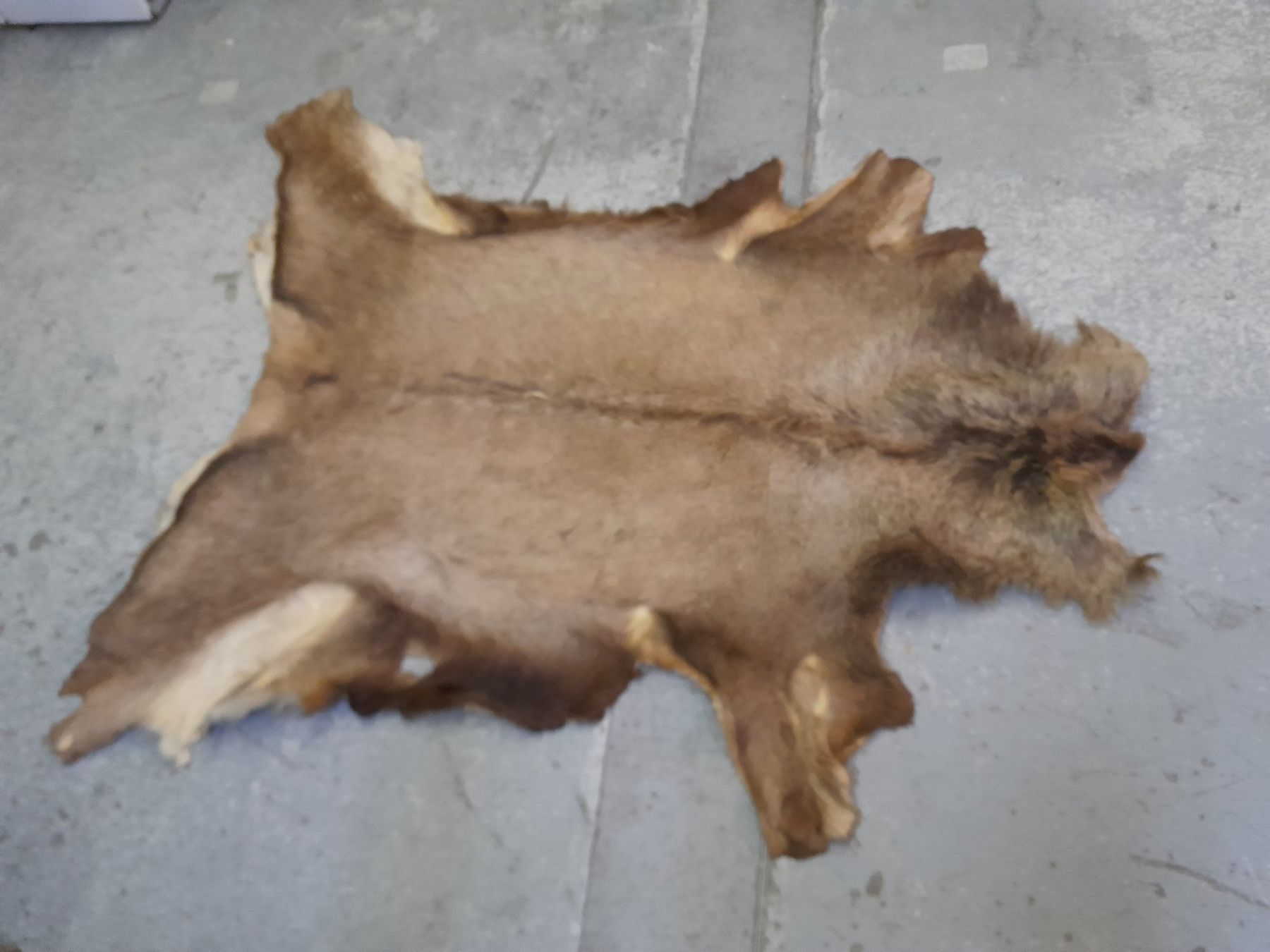 Il mondo degli animali: Hirschfell Jagt Trophäe aus der Schweiz – Usato da Eggenwil venduto da wydl