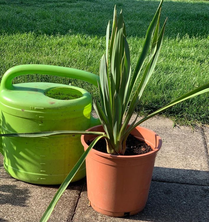 Yucca filamentosa GartenYucca Pflanze winterhart Acheter sur Ricardo