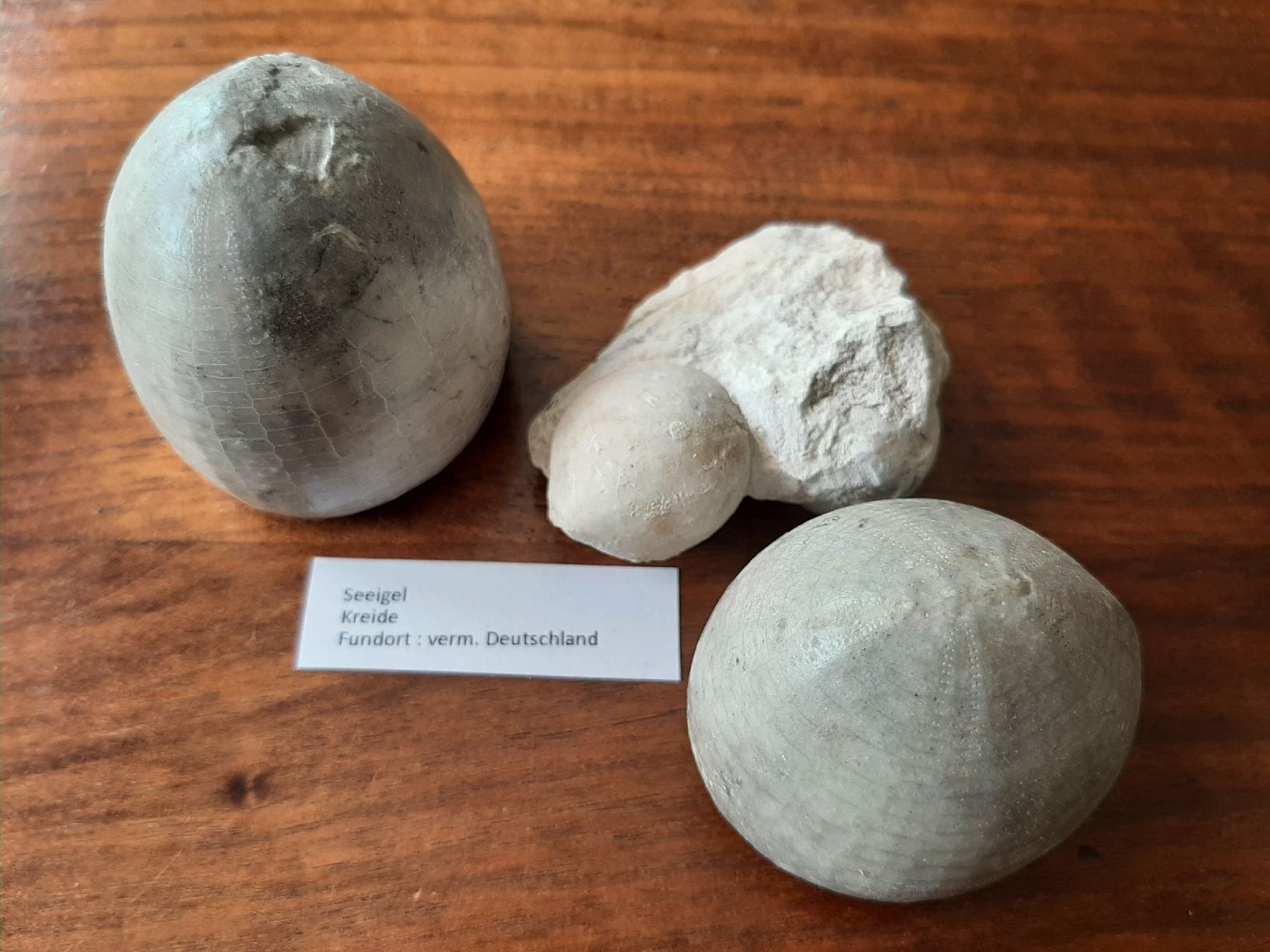 Fossili: Kleine Sammlung fossiler Seeigel  – Usato da Rickenbach BL venduto da Oktober68 6