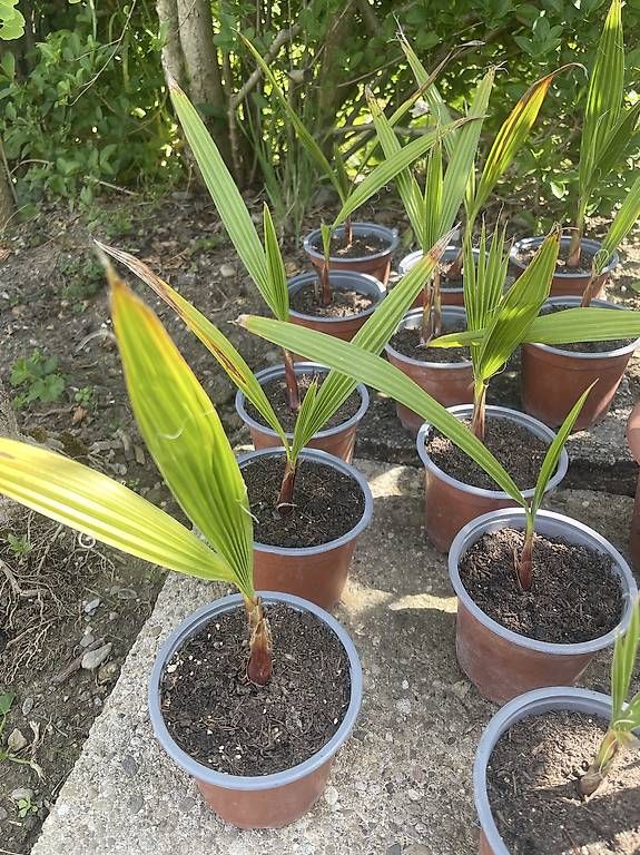 Plantes & graines: Washingtonia-Palmen  – D'occasion à Steckborn par zack011 1