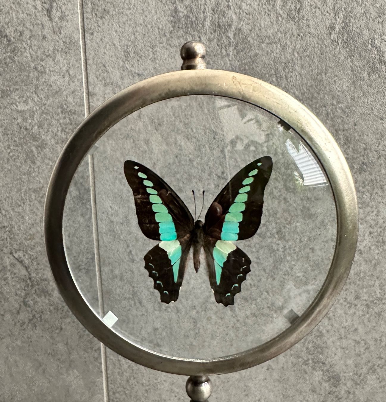 Il mondo degli animali: Papillon naturalisé – Nuovo (secondo la descrizione) da Biel/Bienne venduto da Dragonpandora 2