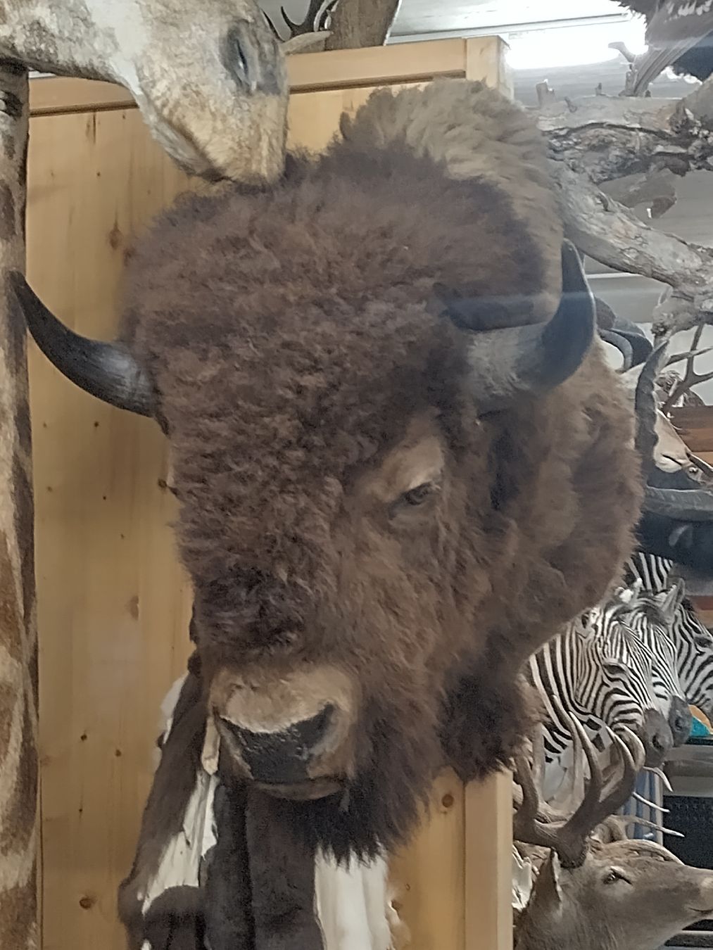 Welt der Tiere: Imposanter Bisonkopf, präpariert 🦬 – Gebraucht aus Wettingen von Bwalti 1