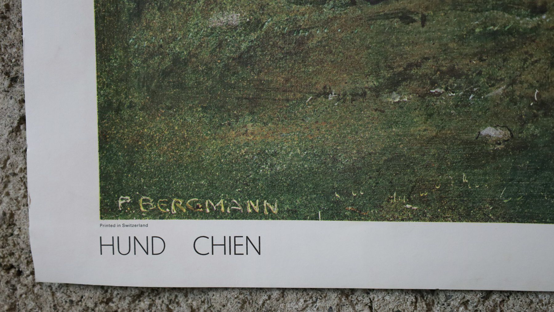 Foto & Immagini: Schulwandbild "Hund" Peter Bergmann – Usato da Birrwil venduto da brandschatz_birrwil 2