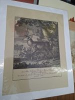 Alter Druck, Hirsch, S. El. Ridinger, 1741, Rarität!