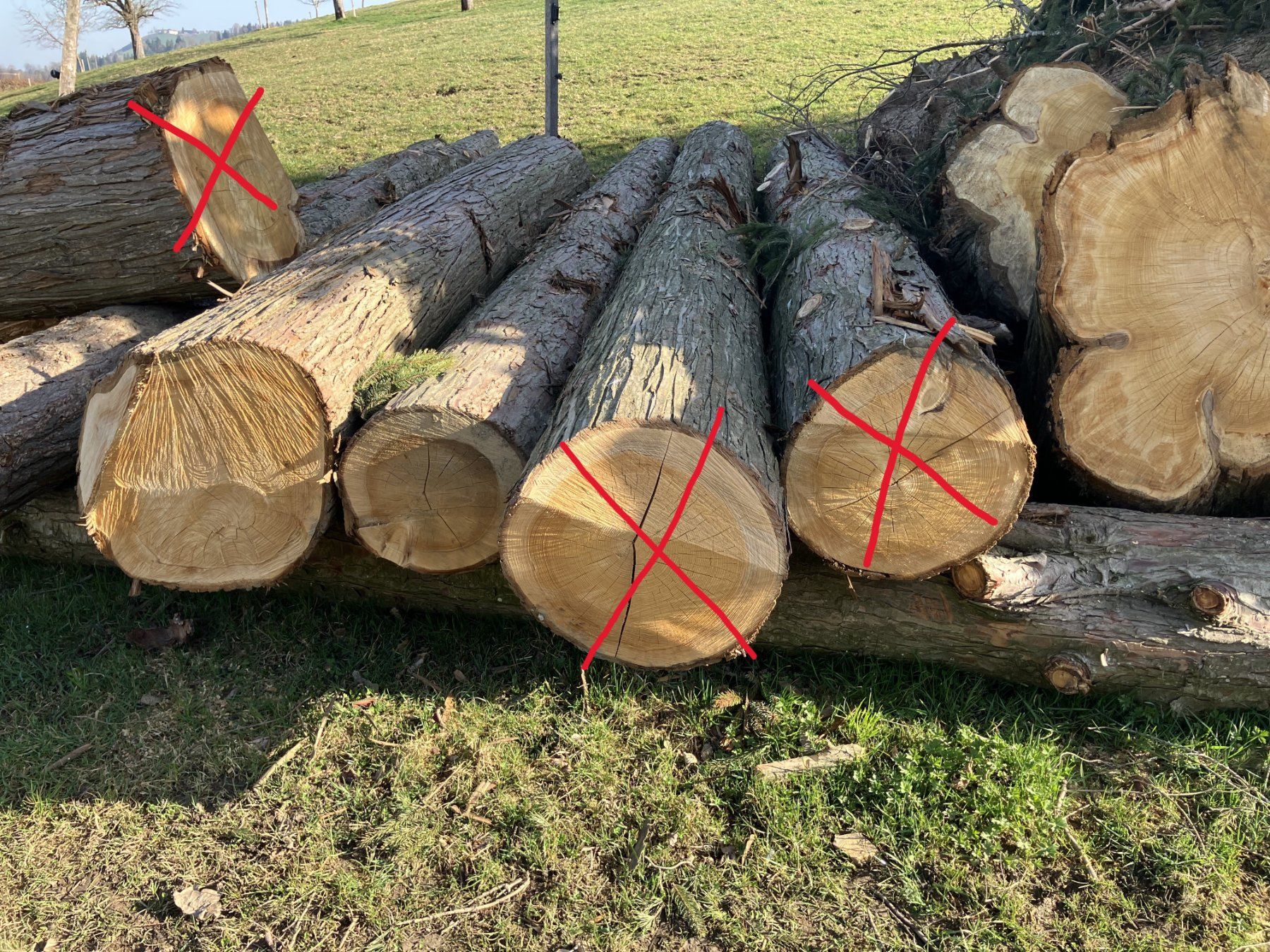 Articles en bois: Tuja - Holzstämme – D'occasion à Allenwinden par Bierschlucker